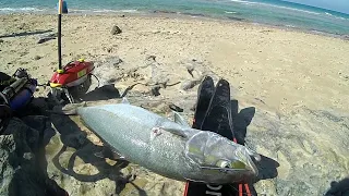 spearfishing  amberjack 13kg /   אינטיאס בצלילה חופשית