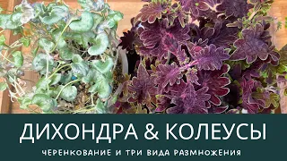 ДИХОНДРА и три способа размножения. КОЛЕУСЫ  и черенкование. Как перезимовали дачные растения.