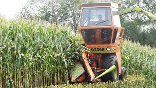 Mais Silage 2021 w/ Dronningborg D5500 Self-Propelled Forage Harvester | Corn Silage Season 2021