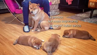 AMGERY daddo - the return Ep05 / Shiba Inu puppies (with captions)