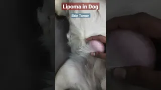 Lipoma in dog