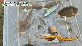 MENEMUKAN BAYI GURITA UNDUR UNDUR LAUT IKAN SEBELAH DIPINGGIR PANTAI