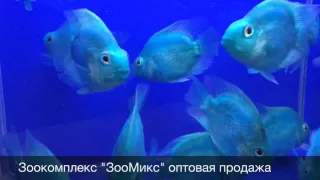 Цихлида попугай синий (Cichlasoma hibrid) Blue Blood Parrot продажа оптом