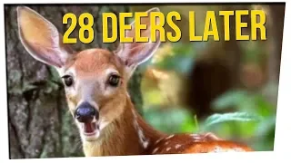Zombie Deer Disease Could Spread to Humans