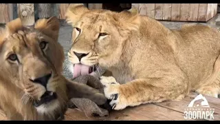 Львы Север- Алай и Киара. Игрушки поделены поровну 🦁❤🦁 #lion #animals #челябинск