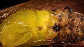 Cecropia giant silk moth caterpillar pupates inside its cocoon at The Caterpillar Lab