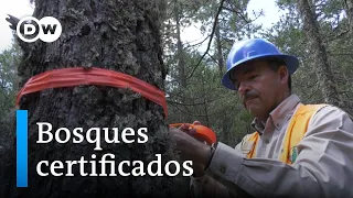 Protección forestal en México