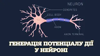 Генерація потенціалу дії у нейроні. [Harvard Extension School]