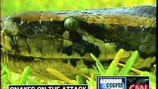 Pythons VS Florida Residents:Pets Under Attack
