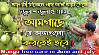 আম গাছে এখন এই কাজ করলেই সিজেনে পাবেন গাছ ভর্তি আম ! Mango tree care in June and july !