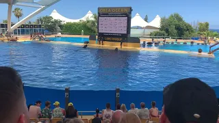 Loro Parque Orca Show - Full