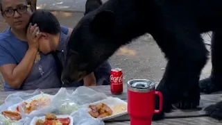 Mexican mother bravely shields son as bear leaps on picnic table, devours tacos, enchiladas