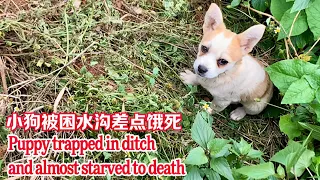 It's so pitiful that the puppy accidentally fell into the ditch and almost starved to death.