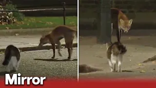 Larry the cat chases off fox as intruder enters Downing Street