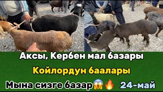 КОЙ, КОЗУЛАРДЫН БААЛАРЫ | АКСЫ,КЕРБЕН | 24-май