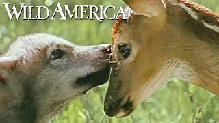 Wild America | S9 E9 The Wolf and the Whitetail | Full Episode HD