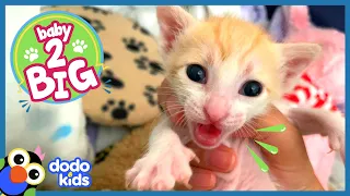 Rescuer Acts Like Mama Cat To Raise Baby Kittens | Baby 2 Big | Dodo Kids