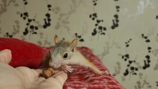 Маленькая Молли кушает фундук... 🤭 Molly the little squirrel is eating hazelnuts
