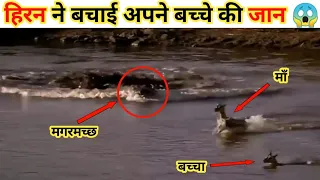 Deer saves her baby from crocodile | crocodile attacks | animal attacks |#shorts#crocodile