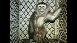(1981) Silver Spring Monkeys (USA)
