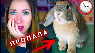 КРОЛИК ПРОПАЛ В 3 ЧАСА НОЧИ ЧТО ТО ПОШЛО НЕ ТАК | Elli Di Pets