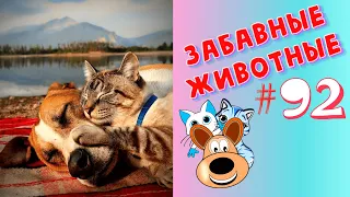 Приколы с Животными #92 / Смешные Животные 2020 / Приколы / Приколы про Животных / Лучшие Приколы