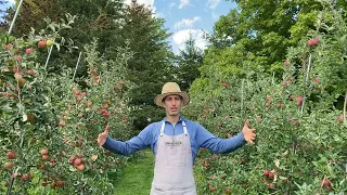 Apple Trees & Orchard Spacing