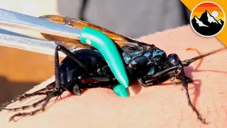 Largest Wasp in the USA Stings Me!