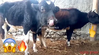 Black bull and cow romantic in winter 🥶| Villages Animals |