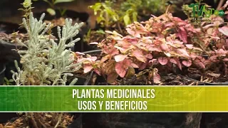 Plantas Medicinales Usos y Beneficios - TvAgro por Juan Gonzalo Angel Restrepo