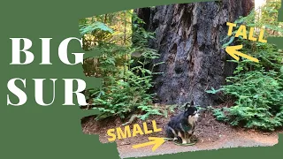 Strolling Through the Redwoods | BIG SUR (Day 2)