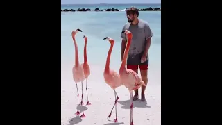 flamingo 🦩🦩 birds #yiutubeviralshorts #youtubeshort #youtubevideo