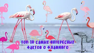 ТОП 10 самых интересных фактов о ФЛАМИНГО