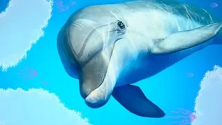 Радостный смех дельфина - лечение звуками дельфинов 🐬