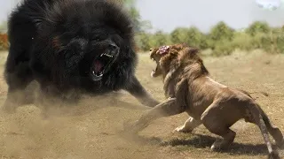 Top 10 Strongest Animals That Leo Never Wants To Meet