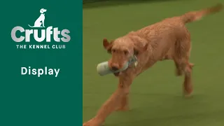 Gundog Display - | Crufts 2023