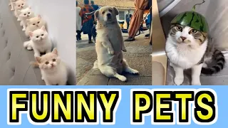 かわいい猫おもしろい猫【海外猫動画集】 Cute and Funny Cat MEMES - Don't try to stop laughing【No.14】