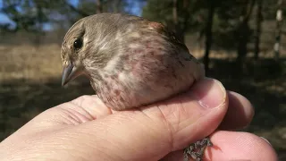 Ловля певчих птиц. Реполов, чиж, щегол. 2 дня. Кочегару - свобода 👍