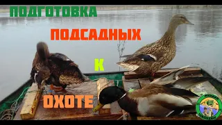 Подготовка подсадных уток к весенней охоте.