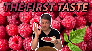 The First Taste - S01E26:  Raspberries!