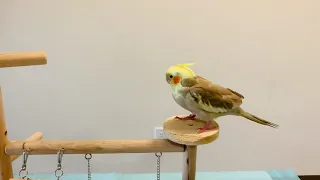 Recuperación del Resfriado de mi Ninfa,Carolina, Cockatiel, Cackatillo.