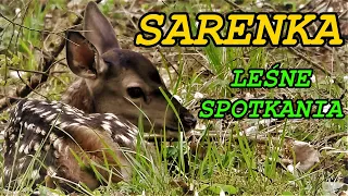 Mała sarna Sarenka Odgłosy lasu Leśne spotkania Roe deer Сарна європейська Reh Capreolus capreolus