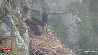 Stick Play & Cliff Sliding - West End Eagles Thunder, Akecheta, Koa, Treasure & Sterling (5/31)