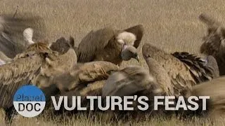 Vulture's Feast | Nature - Planet Doc Full Documentaries