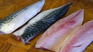 How To Fillet And Cook Mackerel. #SRP