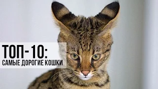 ТОП 10 САМЫХ  ДОРОГИХ КОШЕК В МИРЕ