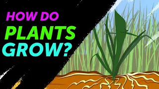 Science of Photosynthesis/ How do Plants Grow?