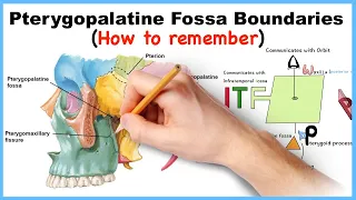 Pterygopalatine Fossa Boundaries Mnemonics (How to remember)