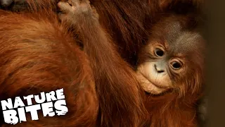 Vulnerable Orangutan Baby Ignored By Mother (Part One) | The Secret Life of the Zoo | Nature Bites