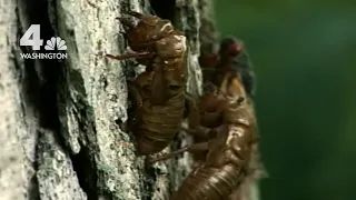 Cicadas Are Coming to Swarm the D.C. Area